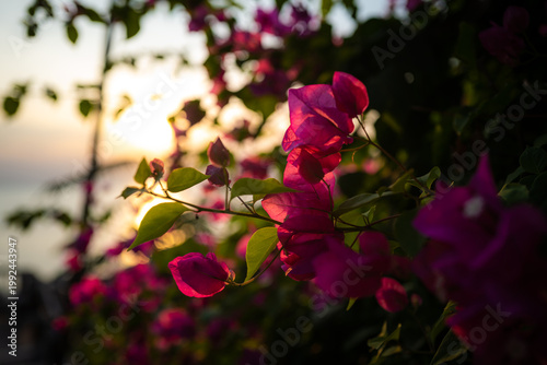 tropical flowers at sunset on the island of Ko Tao in Thailand.