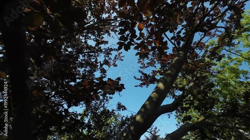 Upward aerial view of trees with brown foliage and blue sky