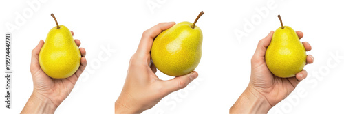 Hand holding a green pear Pyrus communis unripe fruit Pera verde Poire verte Grune Birne organic orchard harvest healthy snack fiber farm fresh produce vitamin rich nutrition stock photo