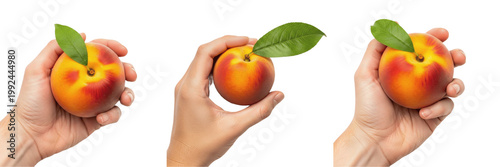 Hand holding a juicy peach close-up Prunus persica stone fruit Melocotón jugoso Pêche juteuse vibrant fruit organic summer snack health nutrition vitamin A C farm fresh produce photography