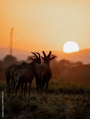 deer in the sunset