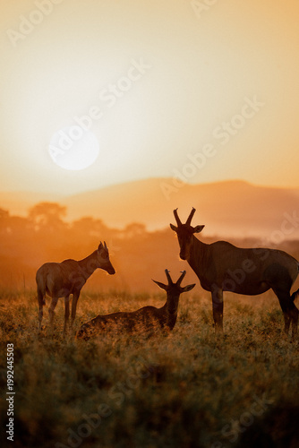Antelope in the sunset