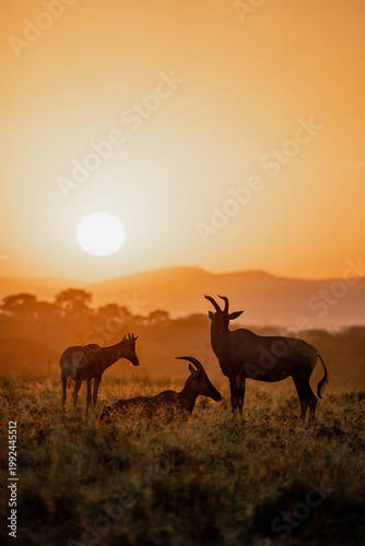 antelope in the sunset