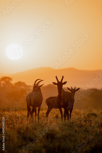 Antelope in the sunset