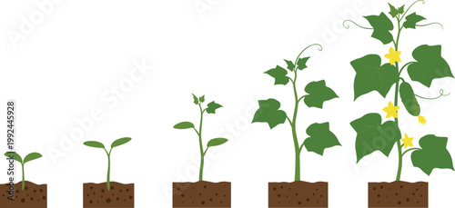 Plant growth stages vector illustration showing seedling to mature flowering plant, agriculture development process, gardening lifecycle concept isolated green nature diagram set