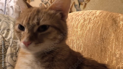 A close-up of a ginger cat resting peacefully with its eyes closed