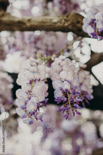 Beautiful flowers of Wisteria in a spring garden on a sunny day. Selective focus.