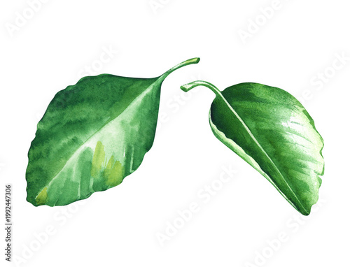 Botanical watercolor illustration depicting double citrus leaves..This high-resolution clipart, made on an isolated background, is ideal for packaging herbal tea, recipes and summer themes.