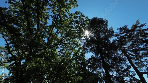  Upward drone flight through trees with branches against the sky