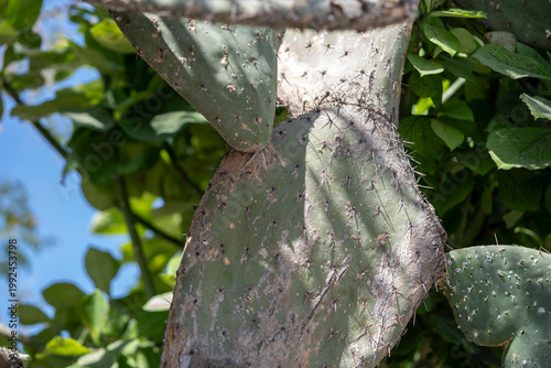 Photos detalle de nopal creciendo en la calle con textura seca y espinas
