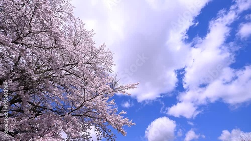 春の桜と青空のタイムラプス