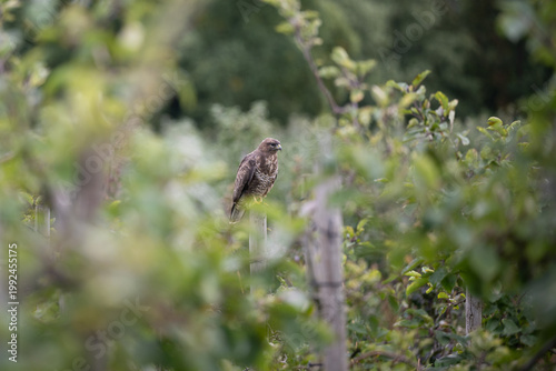 Mäusebussard (Buteo buteo) in Apfelplantage