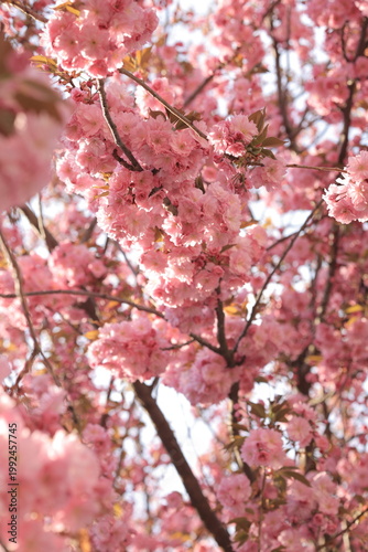Cherry blossoms bloom in spring, filling the branches with pink flowers and creating a bright scene in nature