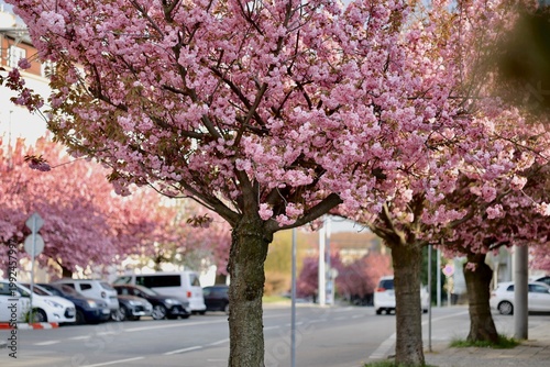 Cherry blossom trees line a street in spring, attracting visitors and car traffic during a sunny day