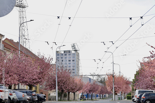 Cherry blossom trees line the street with overhead wires and parked cars in a city setting during springtime