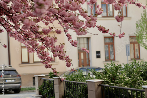 Blooming cherry blossoms on a street in spring near buildings and parked cars during daylight hours