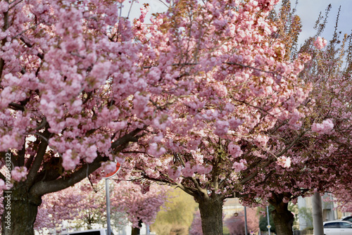 Cherry blossom trees bloom in a park during springtime while people walk and enjoy the view in the sunny weather