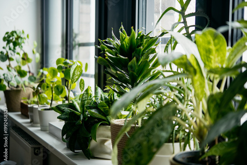Home plants on a windowsill.