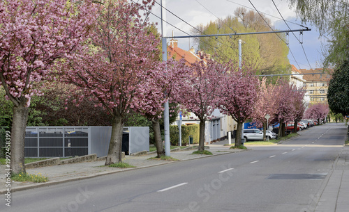 Cherry blossom trees line a street in springtime with parked cars and houses in the background