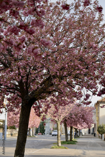 Cherry blossom trees line the street during spring in a quiet neighborhood
