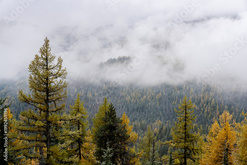 Autumn Mist Mountain Yellow Larch. Foggy autumn forest with yellow trees covering a mountain hill side.
