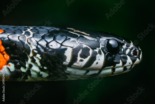 Rhabdophis subminiatus snake head in profile 
