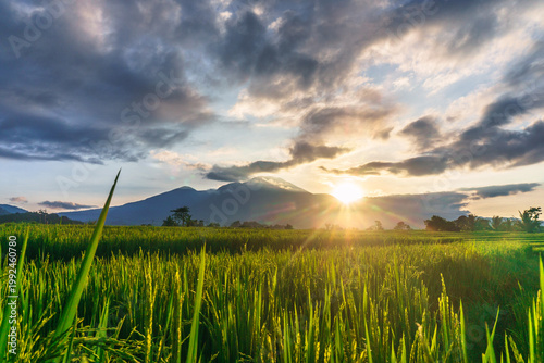 Beautiful morning view in Indonesia, panoramic landscape of rice fields with mountain ranges and clear sky