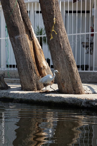 GARZA BLANCA  JUNTO AL LAGO EN MEDIO DE UNOS TRONCOS DE ARBOL