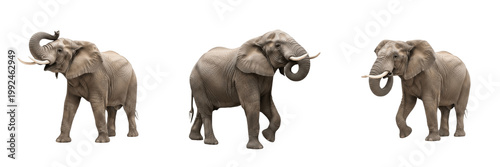 Bild auf Leinwand Majestic African Elephant - Loxodonta africana - Éléphant d'Afrique - Elefante a