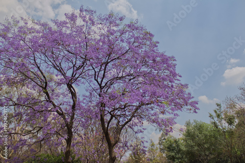 ÁRBOL DE JACARANDAS CON FLORES MORADAS Y CIELO AZUL