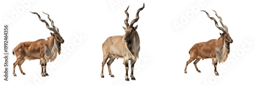Foto Markhor Wild Goat - Capra falconeri - Markhor - Marjor - Spiraled Horn Mammal SE