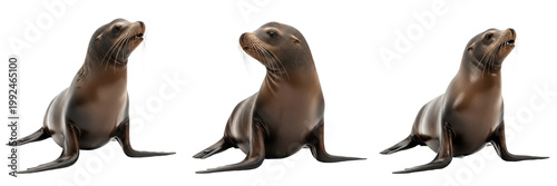 California Sea Lion - Zalophus californianus - Otarie - Lobo marino - Barking Marine Mammal SEO Title - Playful Pinniped Swimming in Kelp Forest Wildlife Photography - Coastal Sea Animal Portrait