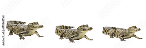 Spectacled Caiman River - Caiman crocodilus - Caïman - Caimán - South American Reptile SEO Title - Small Crocodilian in Amazon Basin Wetland Wildlife Photography - Tropical Rainforest Water Predator