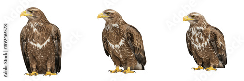 Quadro em tela Majestic Golden Eagle Soaring - Aquila chrysaetos - Aigle royal - Águila real -