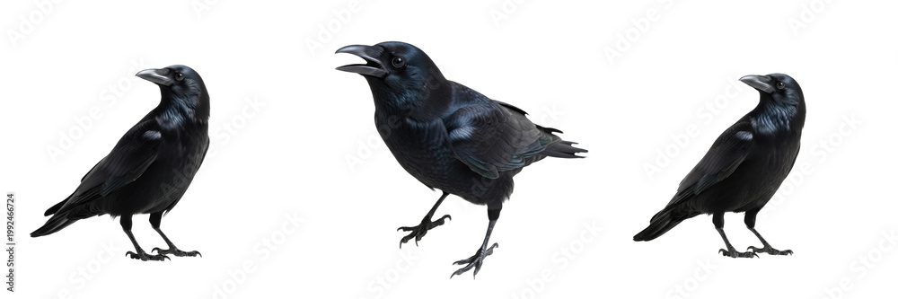 Naklejka premium Common Crow Perched - Corvus brachyrhynchos - Corneille - Cuervo - Intelligent Black Bird SEO Title - Smart Songbird on Branch in Urban Park Wildlife Photography - Iconic Dark Bird Nature Photo Art