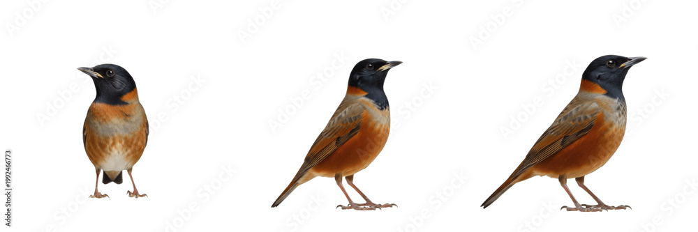Obraz premium Common Nightingale Song - Luscinia megarhynchos - Rossignol - Ruiseñor - Musical Forest Bird SEO Title - Brown Songbird Singing in Spring Woodland Foliage Wildlife Photography - Secretive Nature Photo