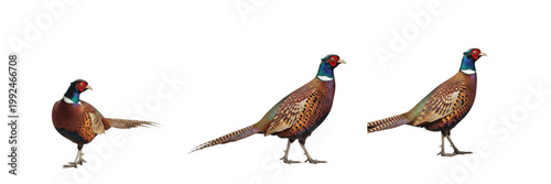 Common Pheasant Meadow - Phasianus colchicus - Faisan - Faisán - Colorful Game Bird SEO Title - Long Tailed Bird in High Grass Field Wildlife Photography - Iconic Countryside Nature Wildlife Photo