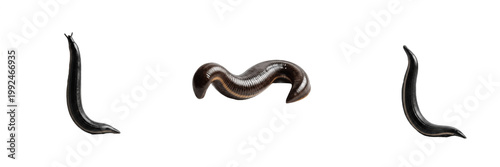 Tableau sur toile Medicinal Leech Water - Hirudo medicinalis - Sangsue - Sanguijuela - Blood Feedi