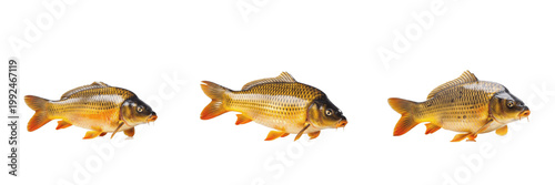 Obraz na plátne Common Carp Scale - Cyprinus carpio - Carpe commune - Carpa - Large Freshwater F