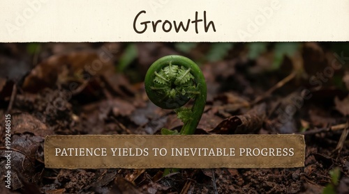 Minimal View of a Slowly Unfolding Fern