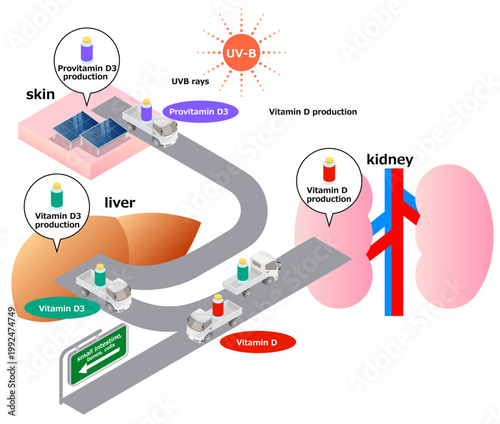 The mechanism of vitamin D production