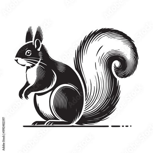 Black and white illustration of a squirrel with a large bushy tail