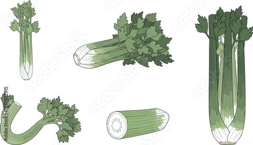 Fresh green celery vegetable set isolated on white background, hand drawn organic food illustration with multiple angles and details