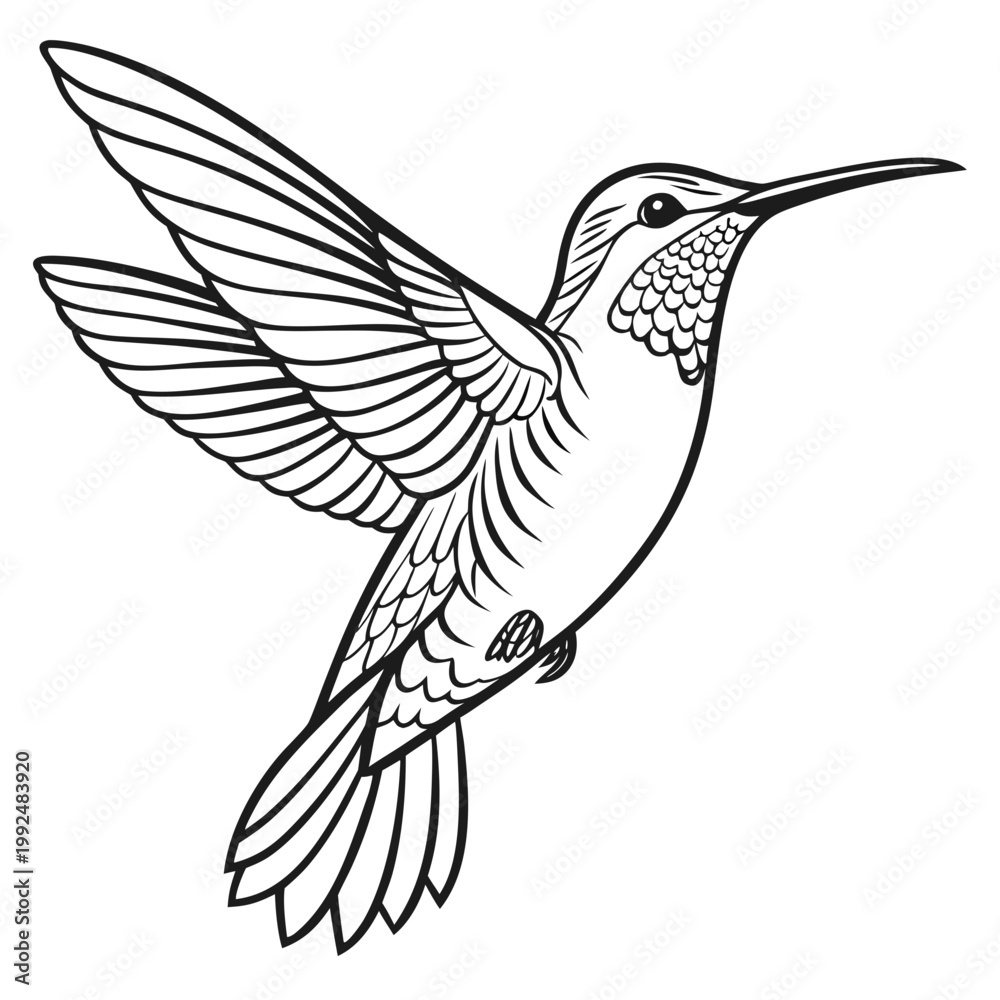 Obraz premium Full Hummingbird Body Illustration