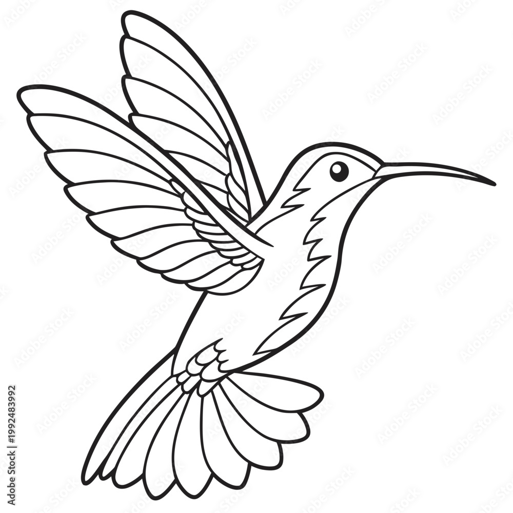 Obraz premium Hummingbird Coloring Book Style