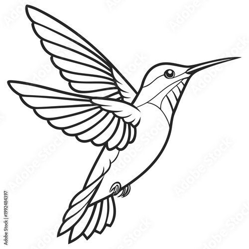 Clean Hummingbird Contour Art