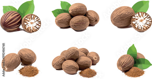 Nutmeg spice collection set whole and ground seeds with leaves aromatic seasoning vector illustration isolated design elements