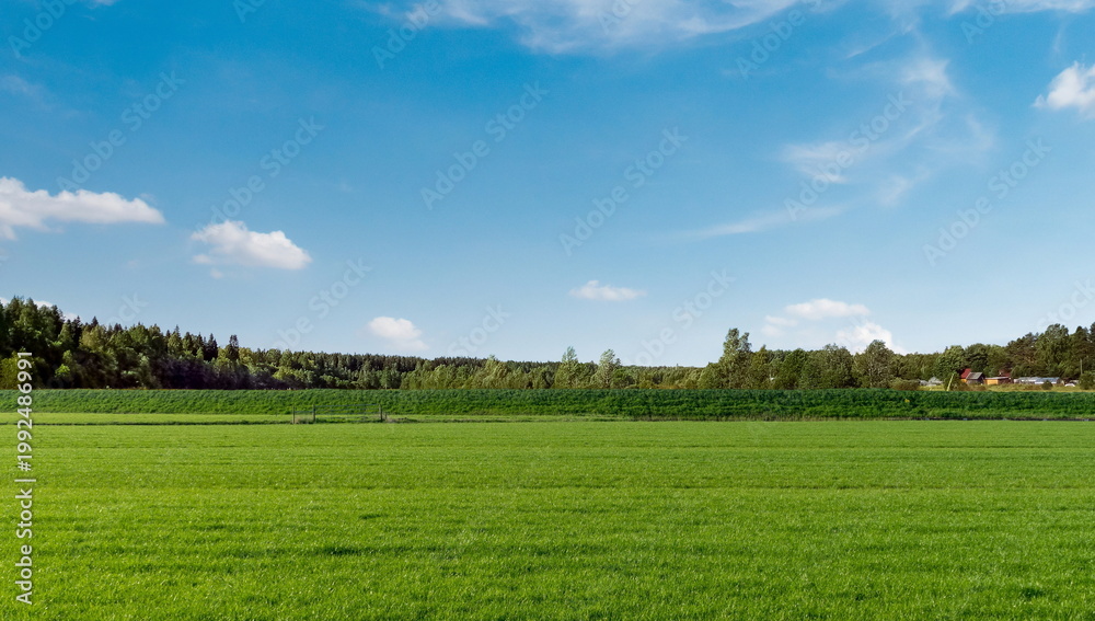 Fototapeta premium green field grass blue sky cloud landscape nature outdoor travel
