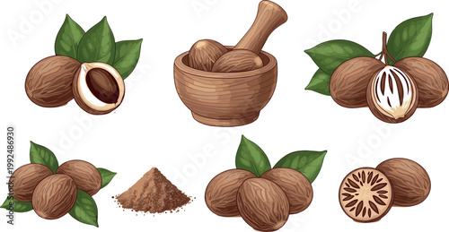 Nutmeg spice set with whole seeds powder and mortar aromatic seasoning botanical vector illustration isolated design elements