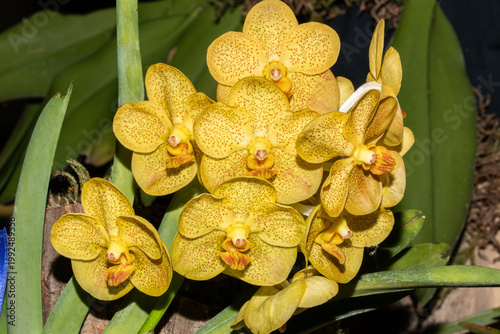 Yellow Orchid (Vanda spp.) Spotted Tropical Flower Closeup Botanical